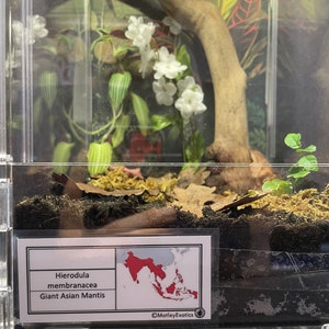 Mantis Vivarium Label With Map Laminated Enclosure Label Exotic Pet ...
