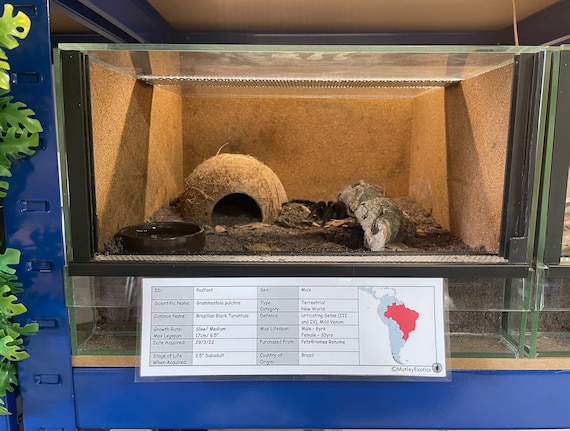 Typhochlaena Seladonia (brazilian Jewel Tarantula) Laminated