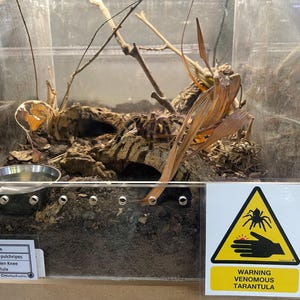 Warning Signs for Terrarium /Vivarium -Laminated Tarantula, Reptile, Snake, Lizard, Gecko, Snail, Invertebrate, Ants, Spider, Exotic Pets
