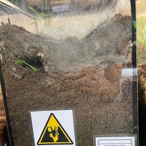 Warning Signs for Terrarium /Vivarium -Laminated Tarantula, Reptile, Snake, Lizard, Gecko, Snail, Invertebrate, Ants, Spider, Exotic Pets 16 Deep Excavations