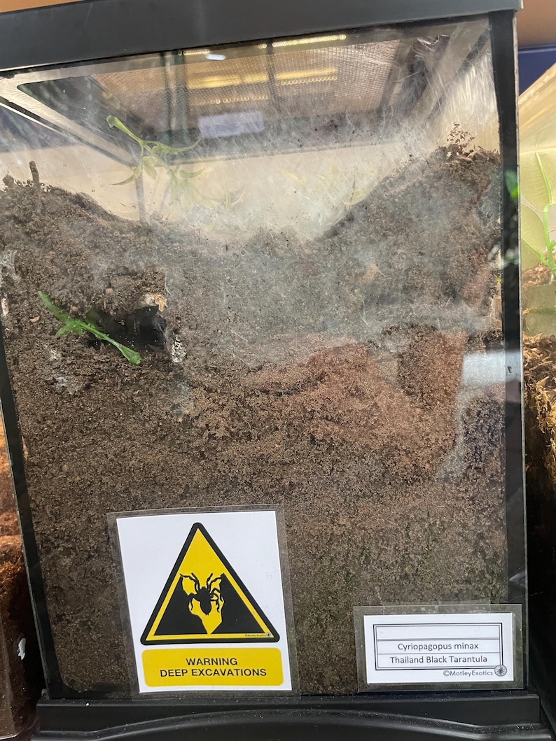 Warning Signs for Terrarium /Vivarium -Laminated Tarantula, Reptile, Snake, Lizard, Gecko, Snail, Invertebrate, Ants, Spider, Exotic Pets 16 Deep Excavations