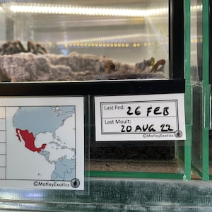 Vivarium Label With Event Record Laminated Enclosure Label Exotic Pet Invertebrate Customisable Spider Scorpion Mantis Snake Gecko Lizard