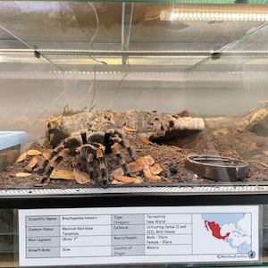 Brachypelma hamorii ex. smithi Mexican Red Knee Tarantula Laminated Enclosure Label Exotic Pet Informative Customisable image 1