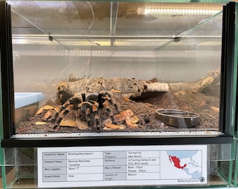 Megaphobema mesomelas (Costa Rican Red Leg Tarantula) Laminated Enclosure Label Exotic Pet Informative Customisable
