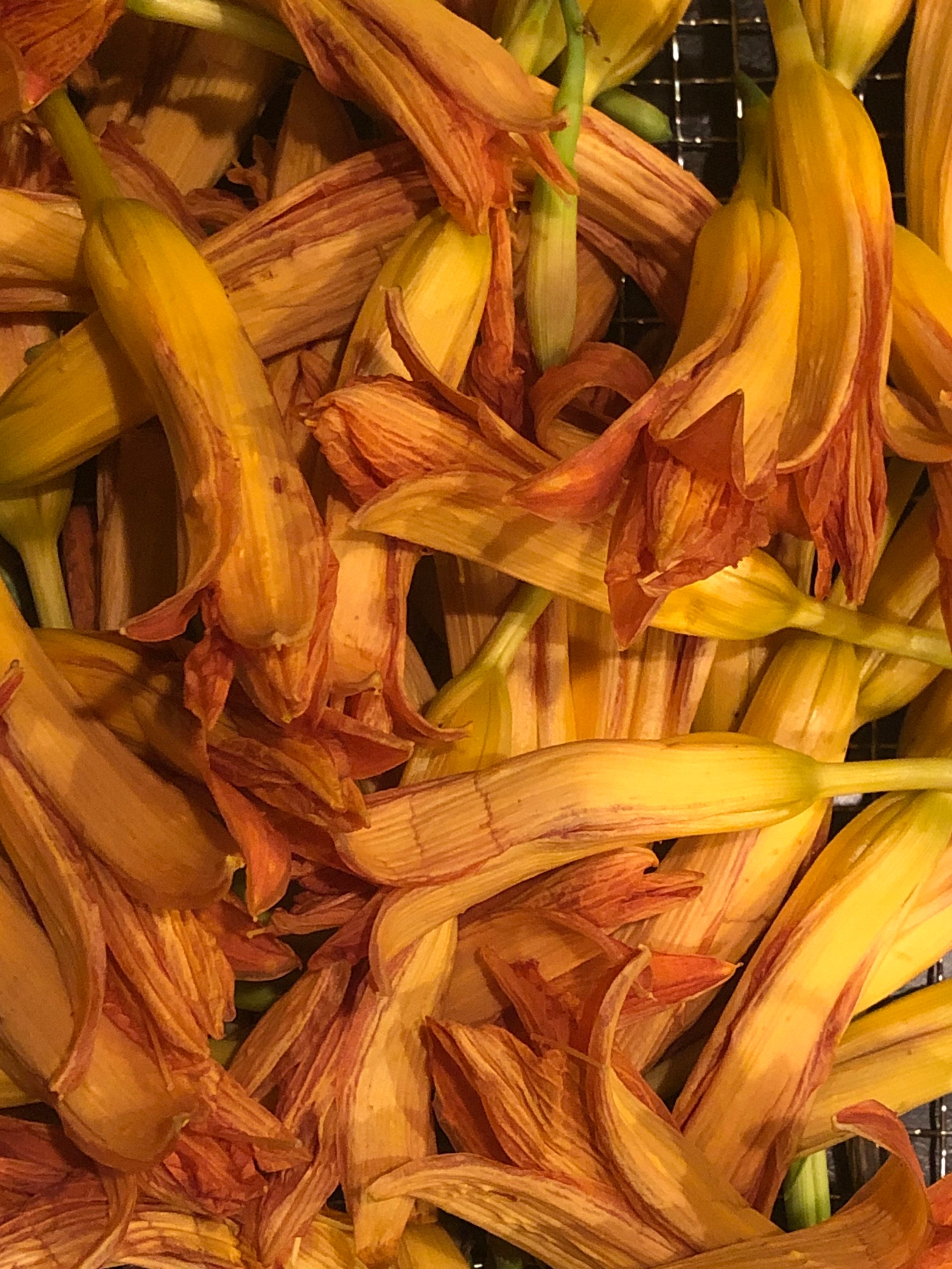 Tiger Lily Flowers & Pods Dried Organic Etsy