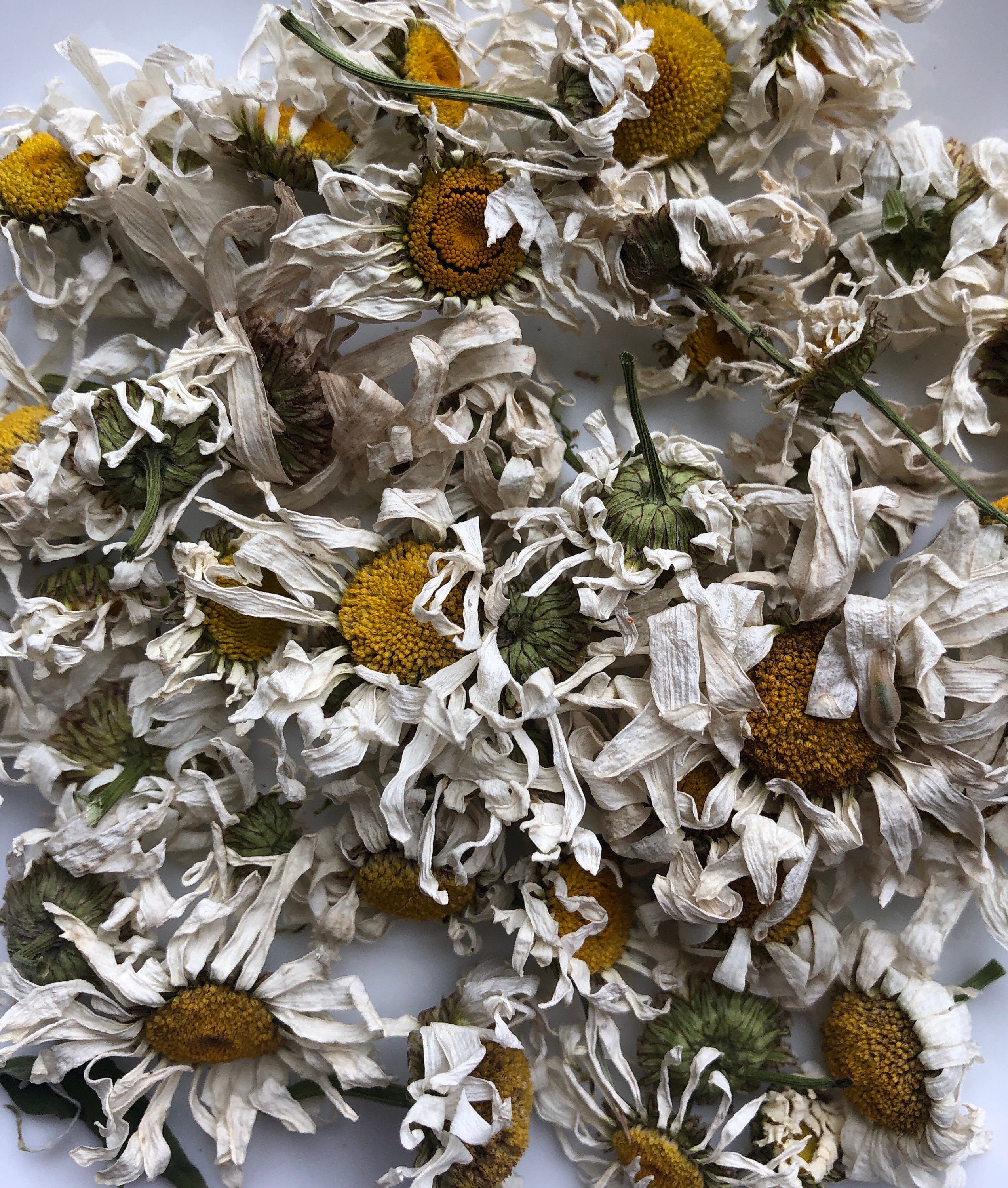 Daisy Flowers, Dried