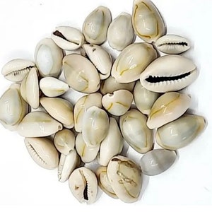 33ct Cowrie Shells