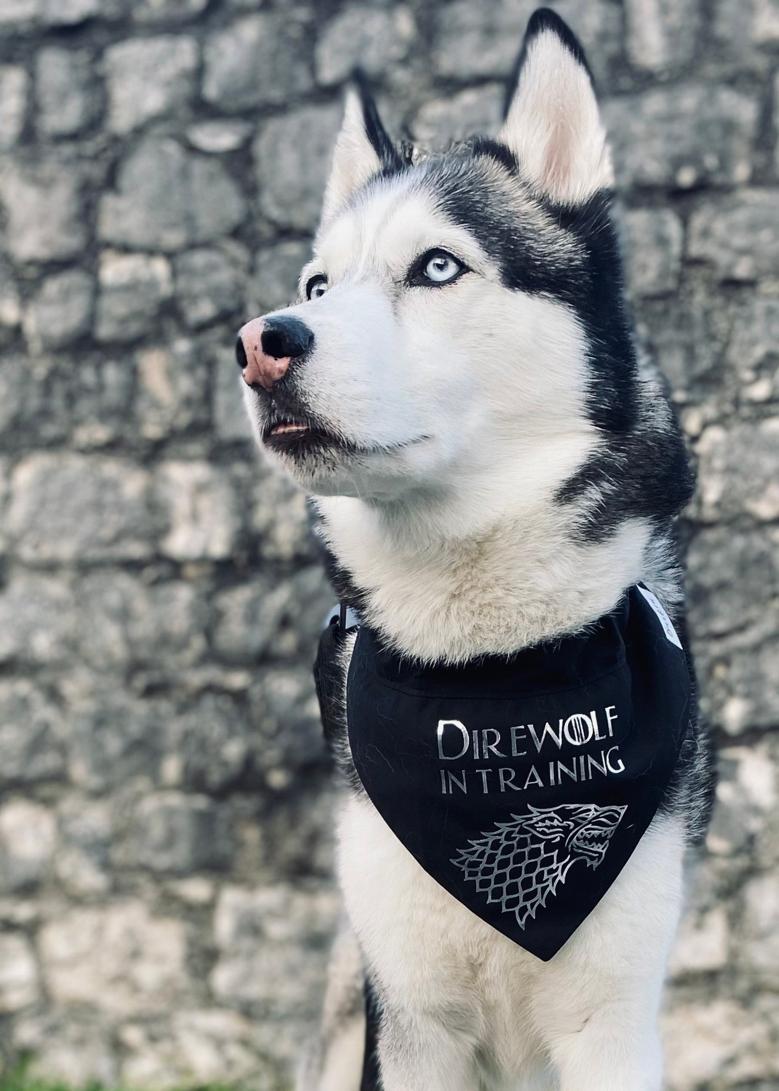 Direwolf in training Game of Thrones over the collar style image 4