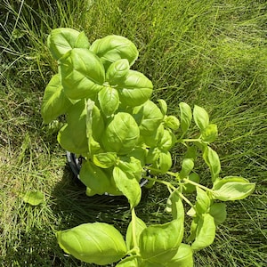 May include: A healthy basil plant with bright green leaves, set against a backdrop of green grass. The plant is in a dark pot. The leaves are large and textured, showing the plant's freshness.