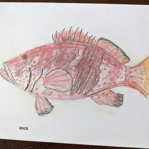 May include: A hand-drawn illustration of a fish on white paper. The fish is primarily red with darker red stripes and spots. The fins and tail are a mix of red and yellow. The artist's initials, ©NZB, are in the bottom left corner.