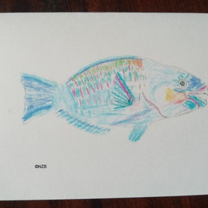 Hawaii Tropical Fish Greeting Cards, Lagoon Triggerfish, Moorish Idol, Bullethead Parrotfish, Peppered Squirrelfish.