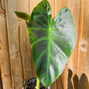 Colocasia Kona Coffee plant-4 inch image 6