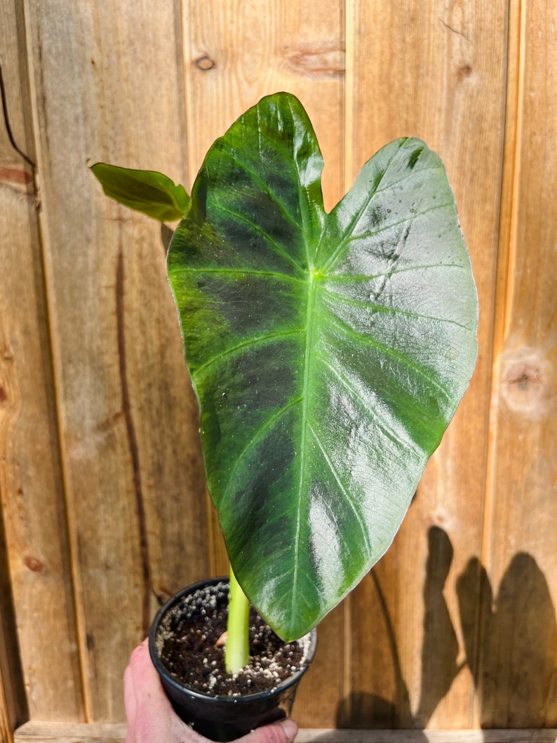 Colocasia Kona Coffee plant-4 inch image 6