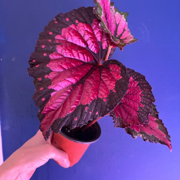 Red/pink /black Rex begonia plant-3 inch