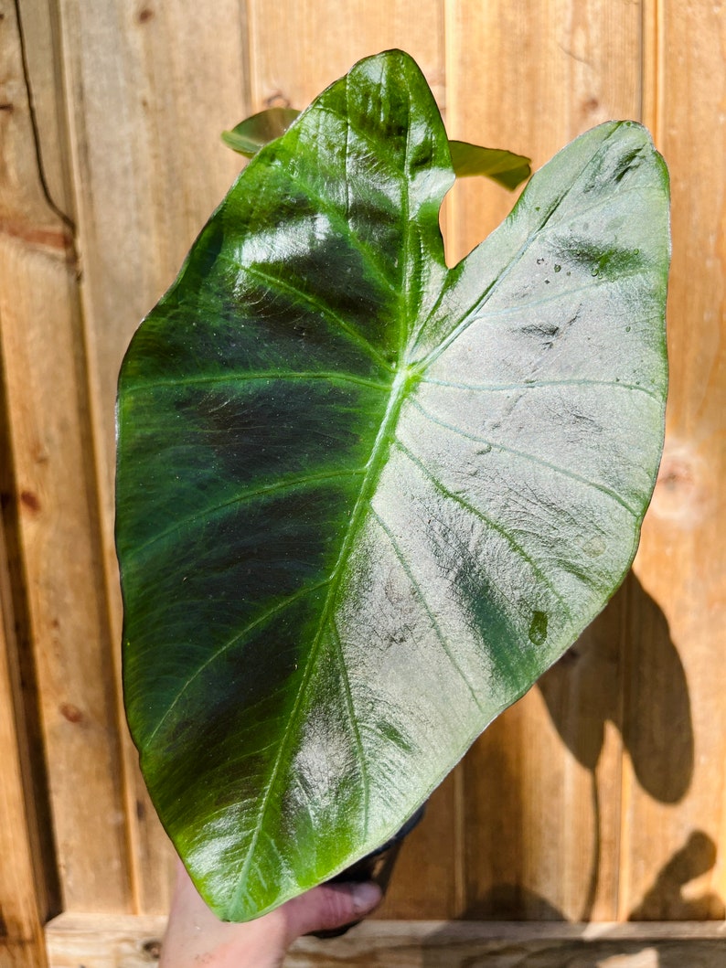 Colocasia Kona Coffee plant-4 inch image 4