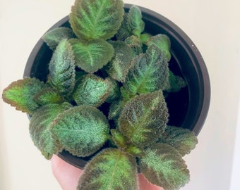 Episcia Cupreata /Flame Violet plant-3 inch pot