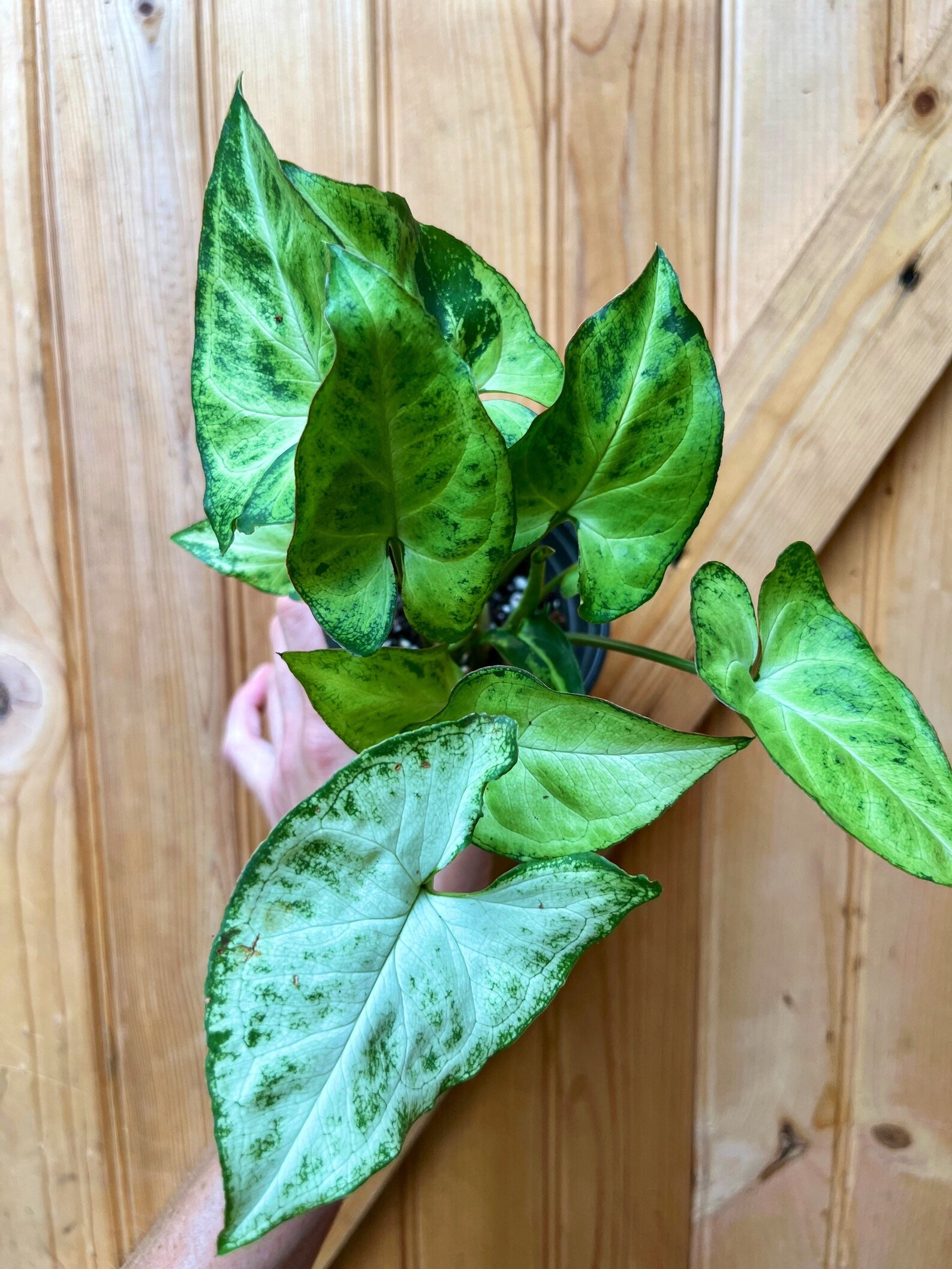 Syngonium glo Go Green Speckled Arrowhead Plant-3 - Etsy