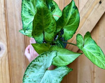 Syngonium "Glo Go" green speckled arrowhead plant-3 inch pot