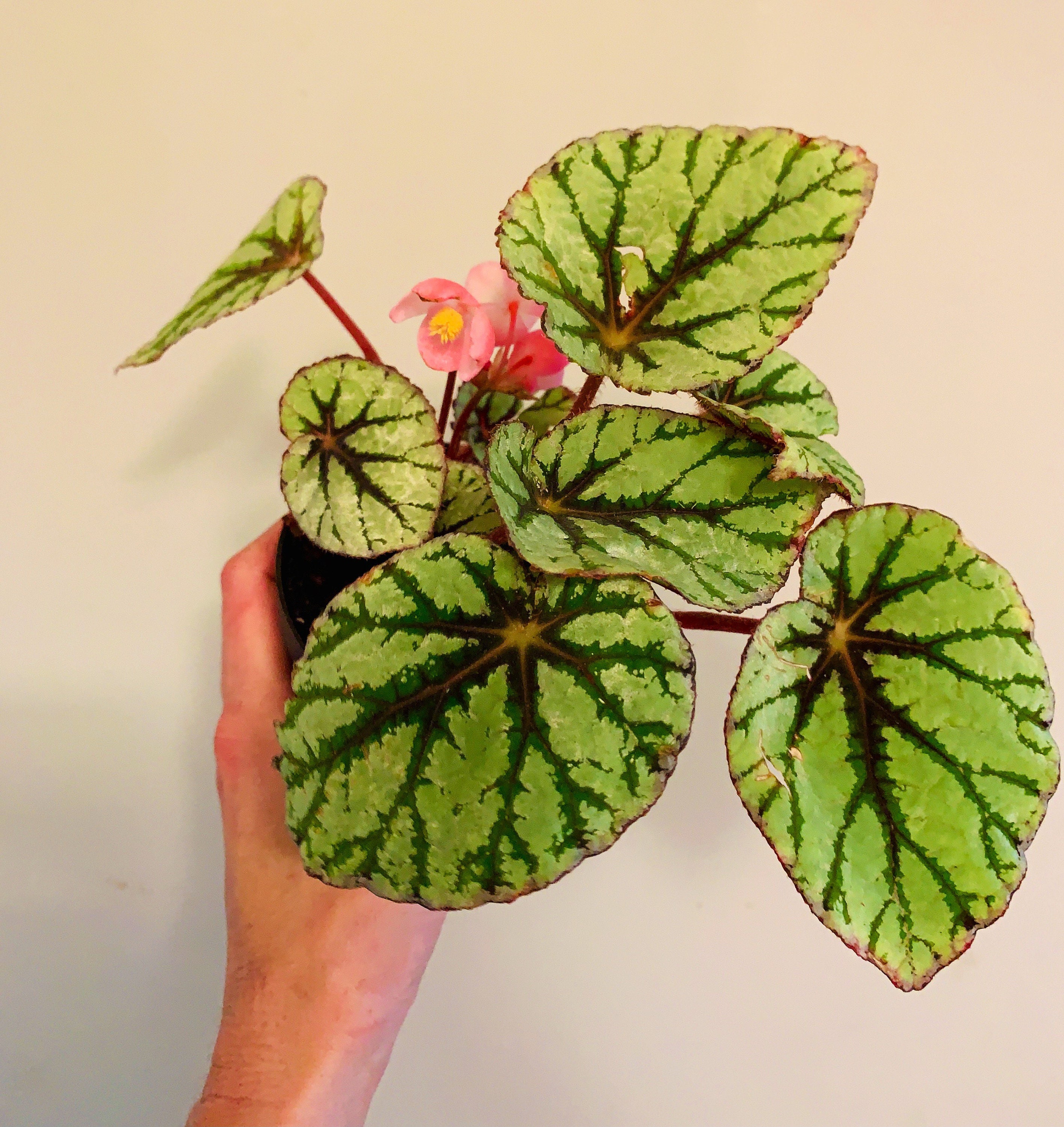 Rex Begonia Flamenco planta-4 pulgadas - Etsy España