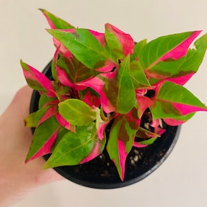 Alternanthera Party Time plant-3 inch pot