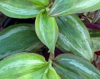 Tradescantia Green Halo Plant -3 inch pot