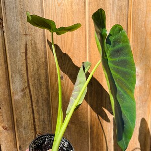 Colocasia Kona Coffee plant-4 inch image 5