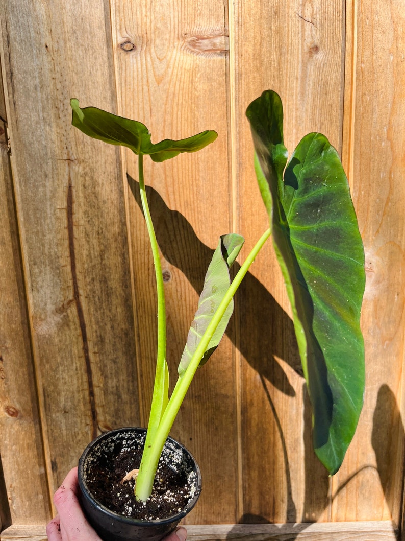 Colocasia Kona Coffee plant-4 inch image 5