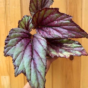 Purple Metallic Rex Begonia-3 inch pot
