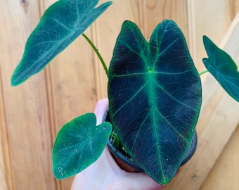 Colocasia Illustris/Elephant ear plant-3 inch pot