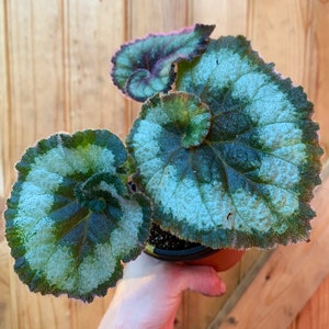 Begonia Rex Escargot plant-3 inch pot