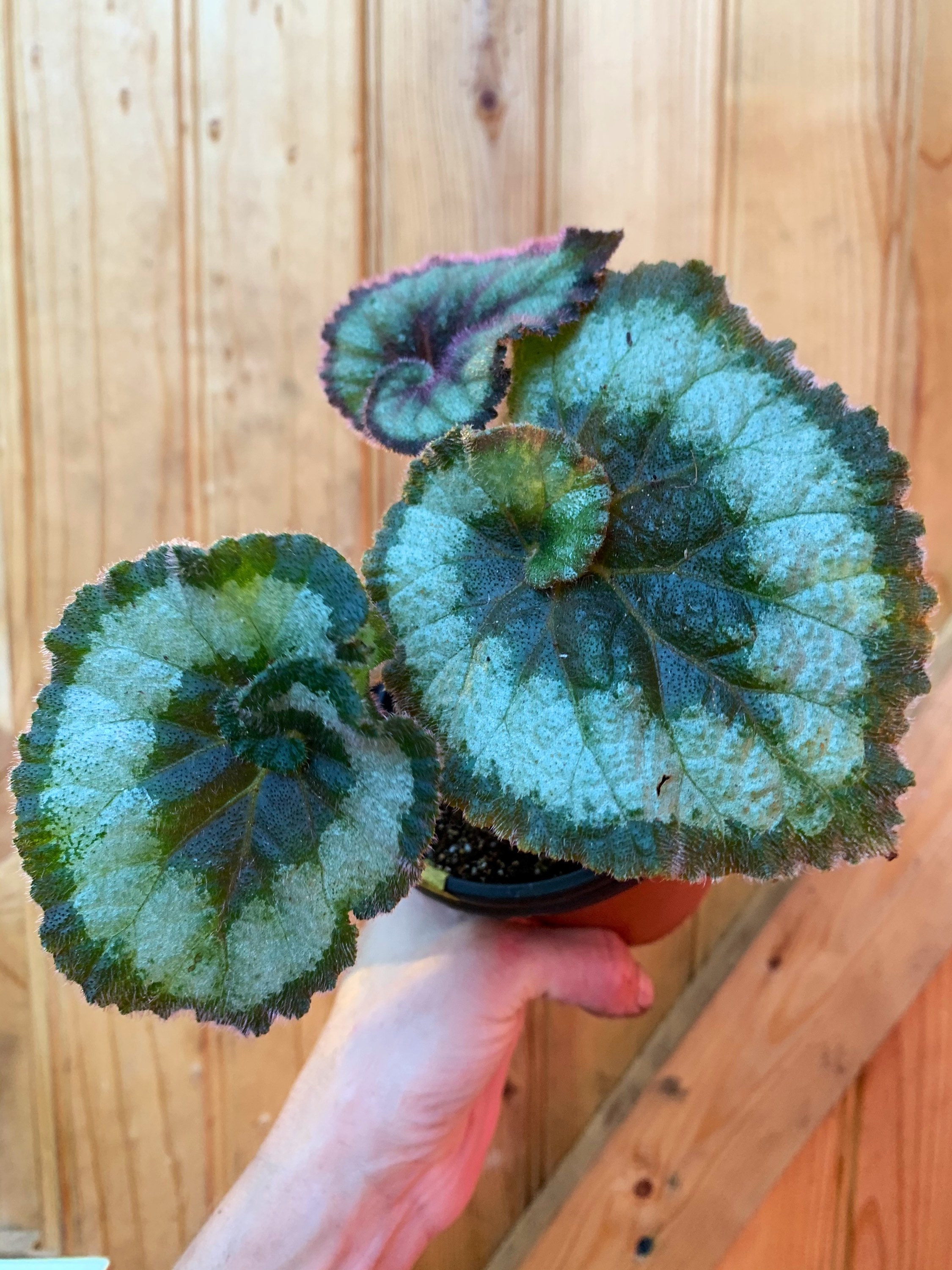 Begonia Rex Escargot Plant-3 Inch Pot - Etsy
