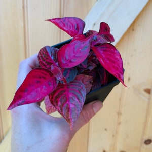 Iresine herbstii, or Herbst’s bloodleaf plant-3 inch pot