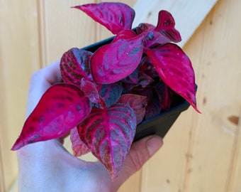 Iresine herbstii, or Herbst’s bloodleaf plant-3 inch pot