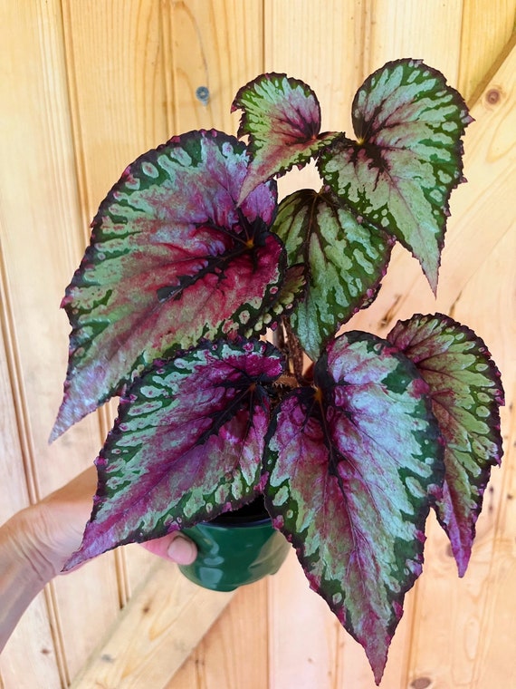Verde / plata / violeta Rex Begonia planta-3 pulgadas maceta - Etsy España