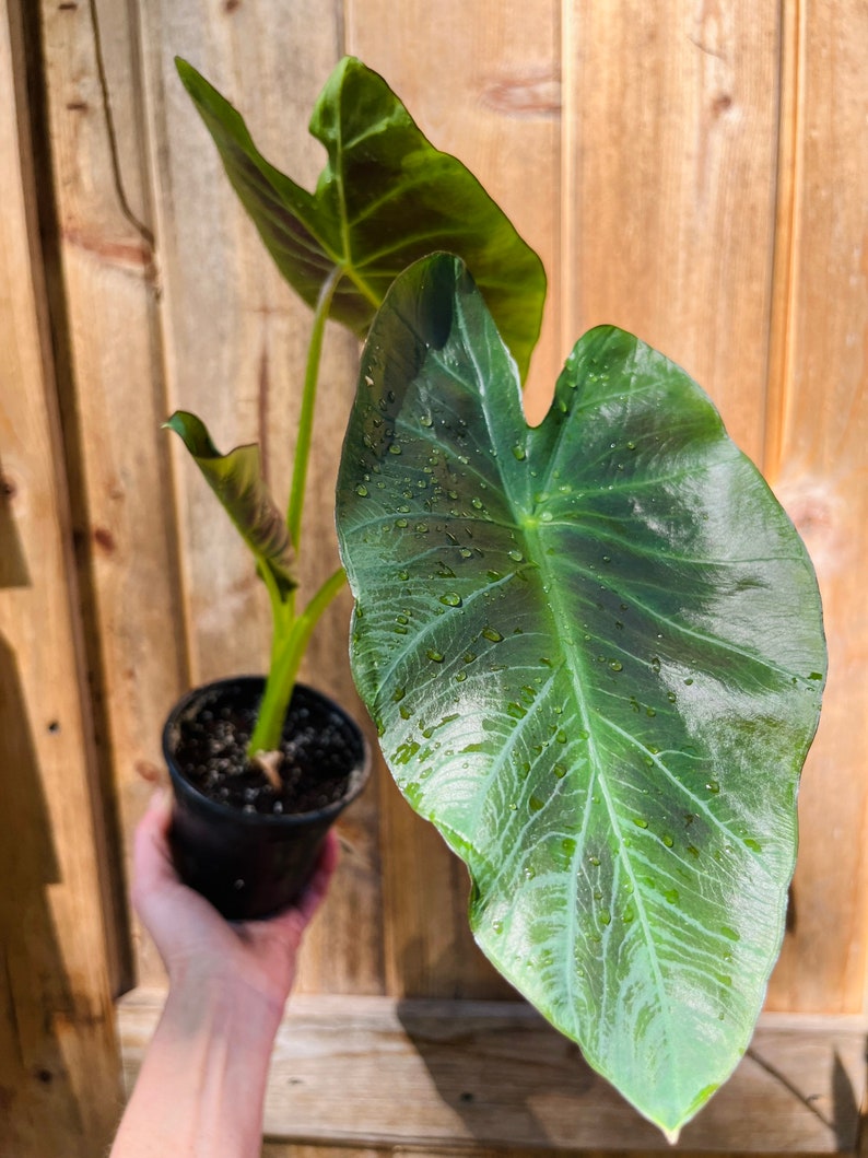 Colocasia Kona Coffee plant-4 inch image 2