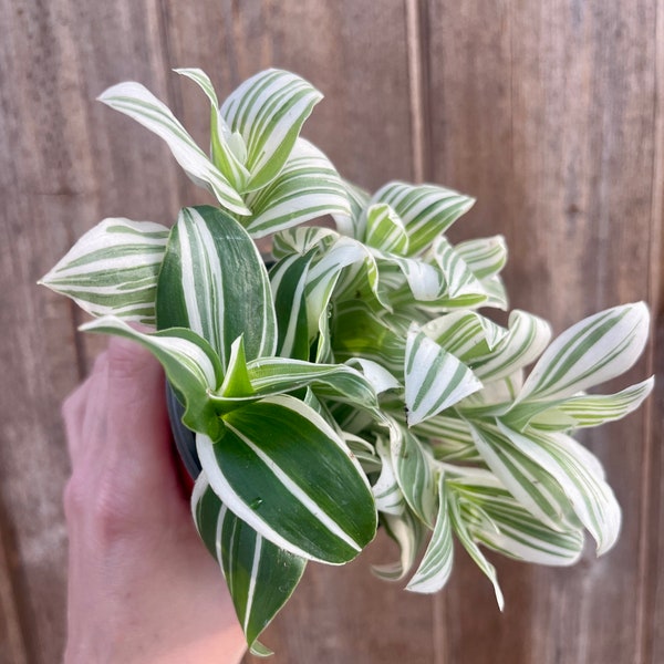Variegated white and green tradescantia "Albiflora" plant-3 inch