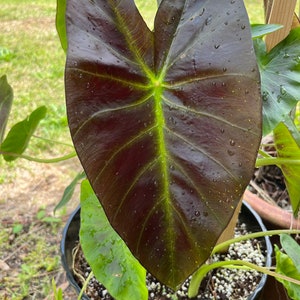 Colocasia Kona Coffee plant-4 inch image 1