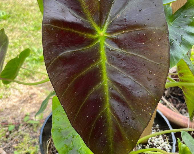 Colocasia Kona Coffee Plant4 Inch Etsy