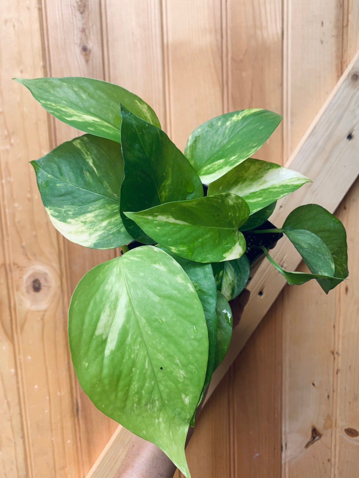 Rare White Sport Golden Pothos plant3 inch pot Etsy