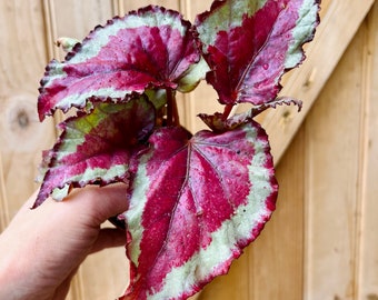 Harmony's "Pink Ribbon" Rex Begonia plant-3 inch pot