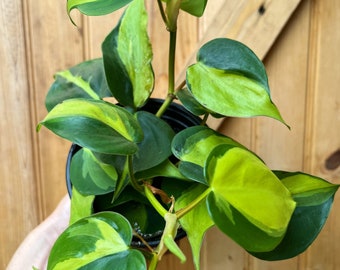 Philodendron Brazil plant-4 inch  pot