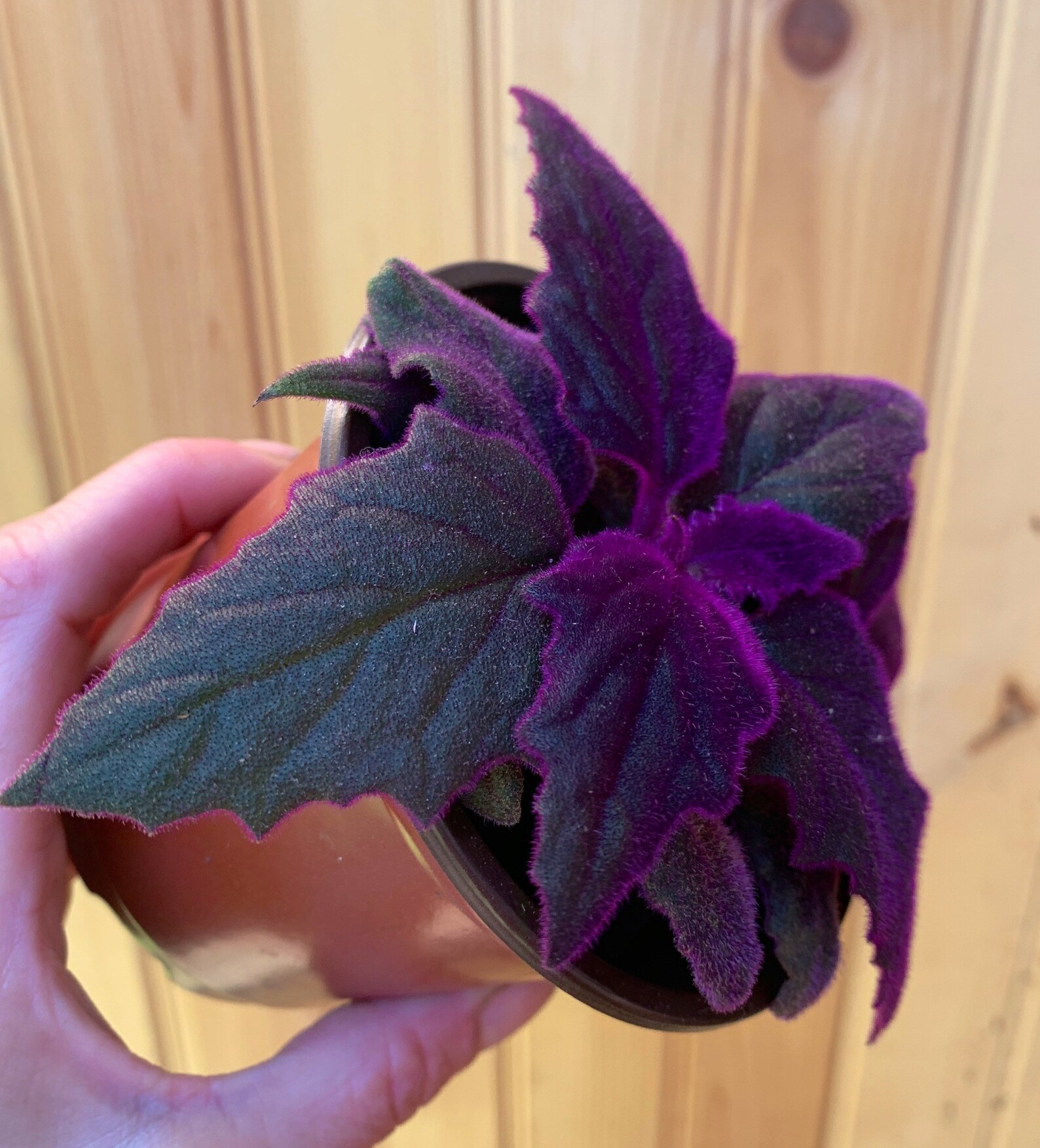 Purple Passion /gynura Aurantiaca Plant 3 Inch Pot Etsy