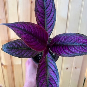 Persian Shield Plant-3 inch pot