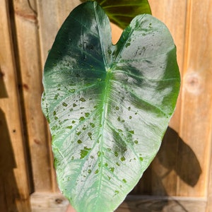 Colocasia Kona Coffee plant-4 inch image 3