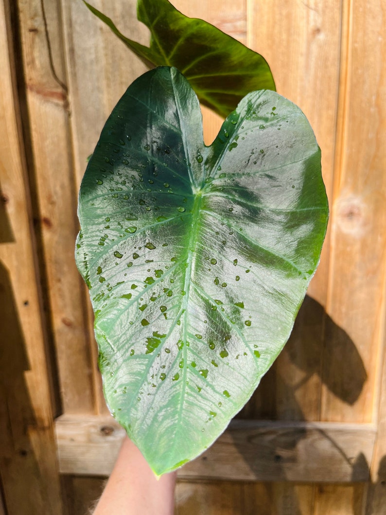 Colocasia Kona Coffee plant-4 inch image 3