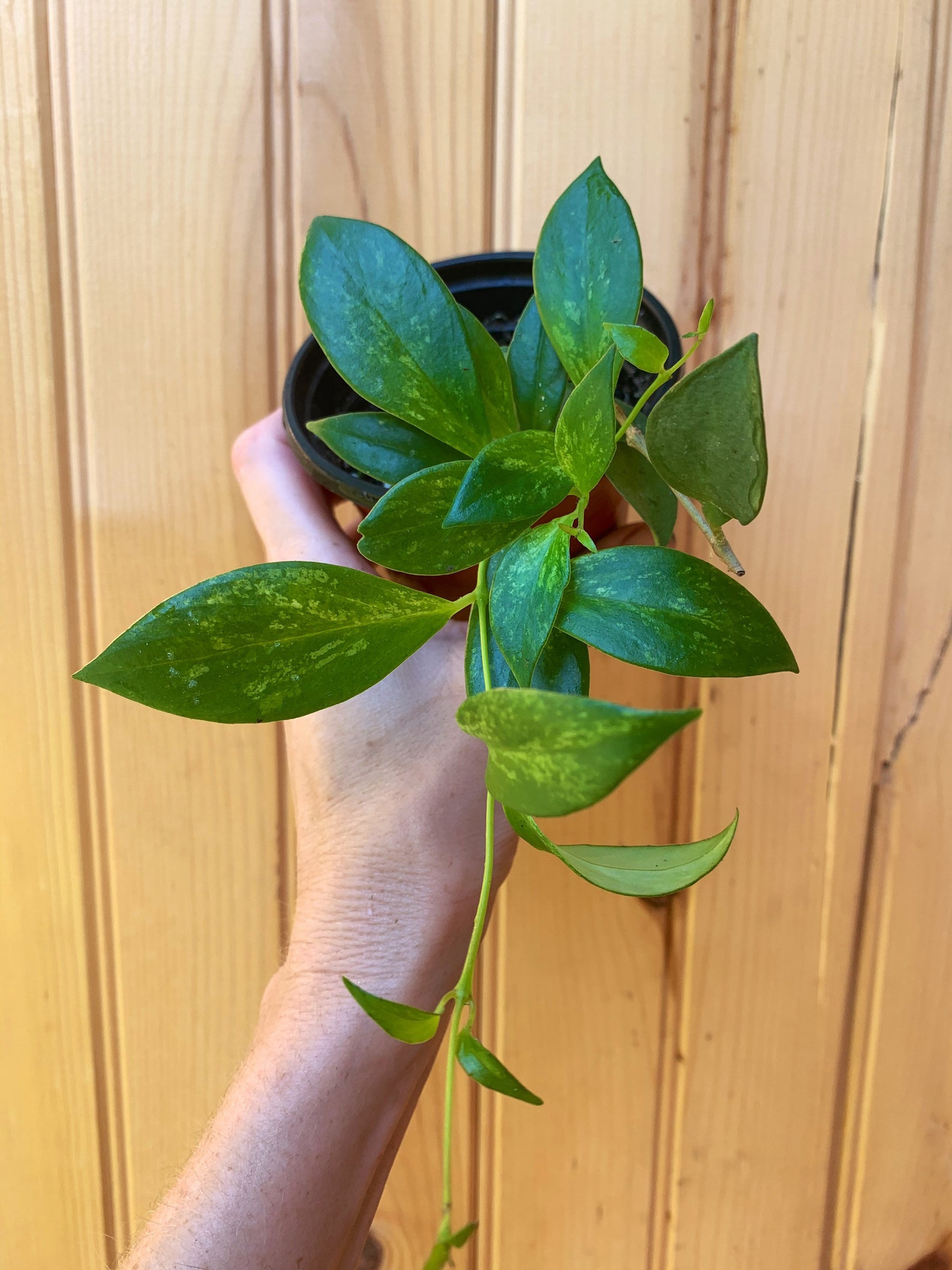 Variegated Aeschynanthus/lipstick Plant3 Inch Pot Etsy
