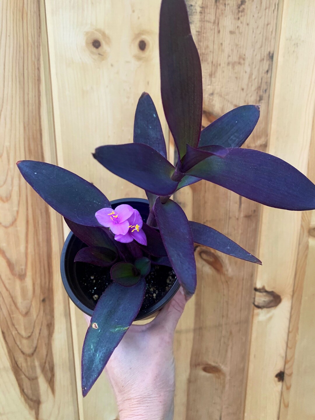 Setcreasea Pallida-purple Heart Plant - Etsy