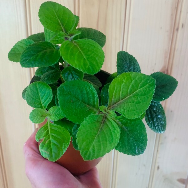 Plectranthus-Swedish Ivy Plant-3 inch pot