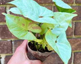 Syngonium "Milk Confetti" plant- 3 inch pot