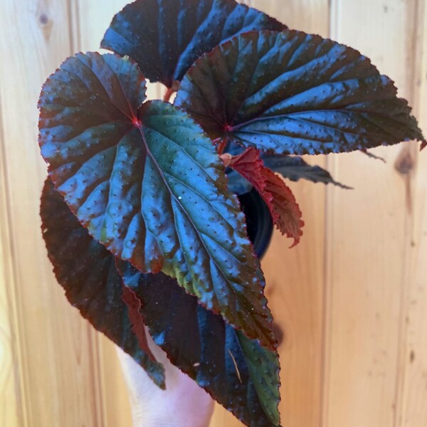 Angel wing begonia/ “Arabian Sunset” begonia